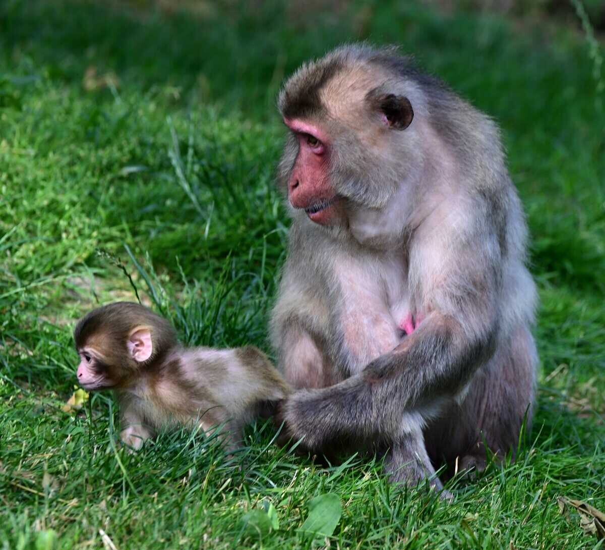 Chroničtí útěkáři, zloději i milovníci smetany do kávy. Tlupa makaků ze Zoo Olomouc se rozrostla o další členy, foto: Zoo Olomouc