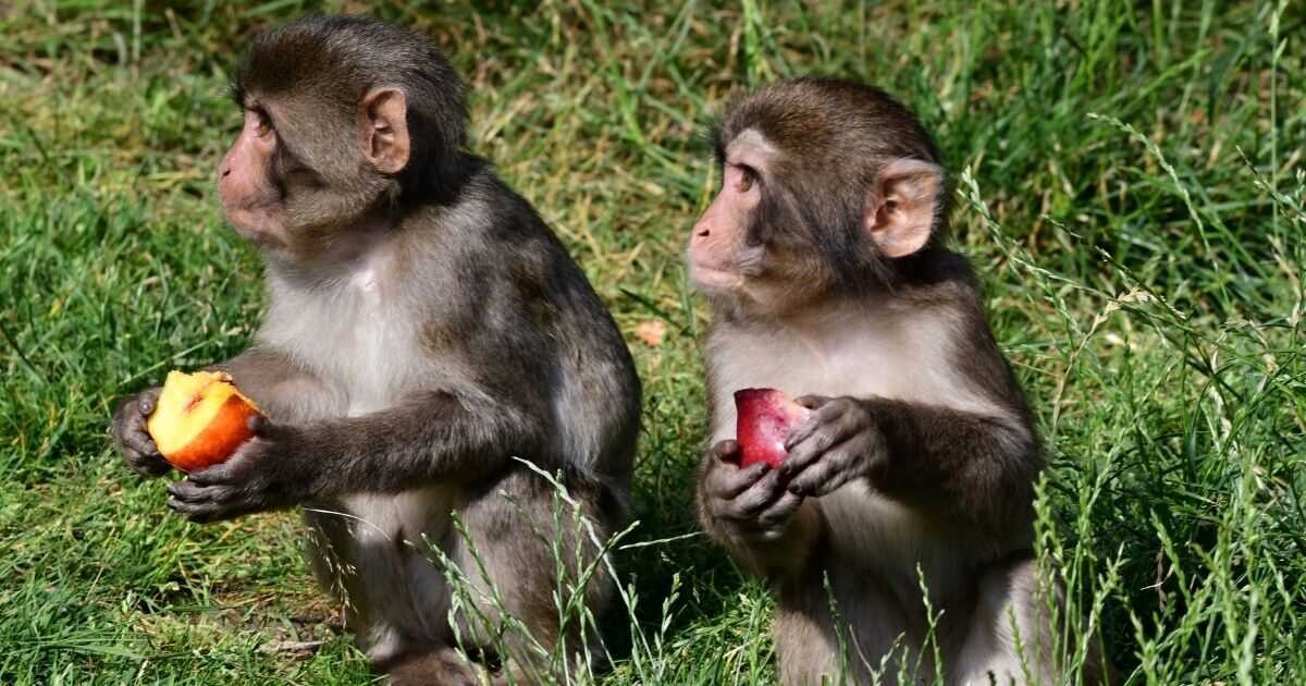 Chroničtí útěkáři, zloději i milovníci smetany do kávy. Tlupa makaků ze Zoo Olomouc se rozrostla o další členy, foto: Zoo Olomouc