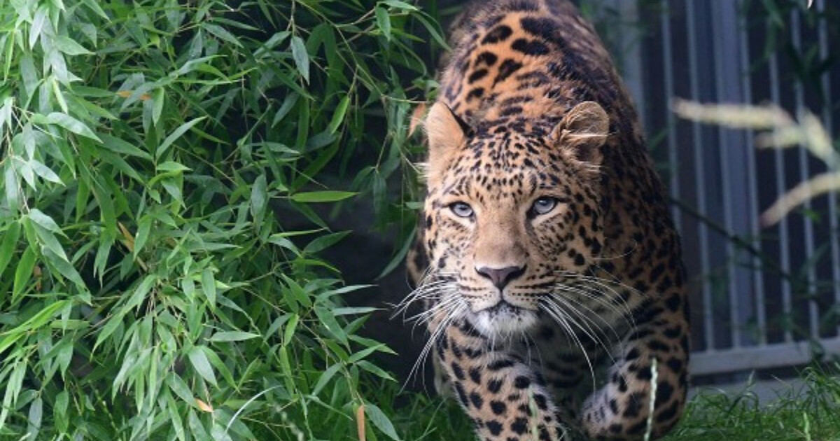 zdroj: ZOO Olomouc