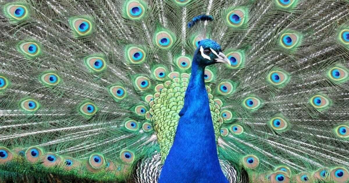 Ilustrační foto: Zoo Olomouc