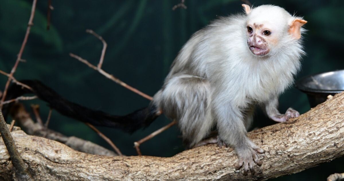 Zdroj: Zoo Olomouc