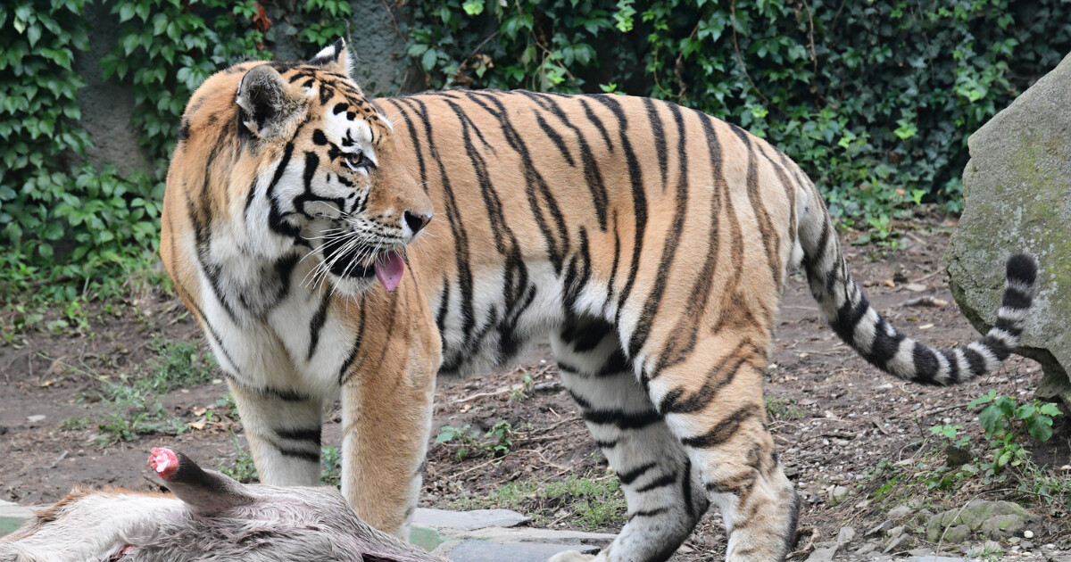 Zdroj: Zoo Olomouc