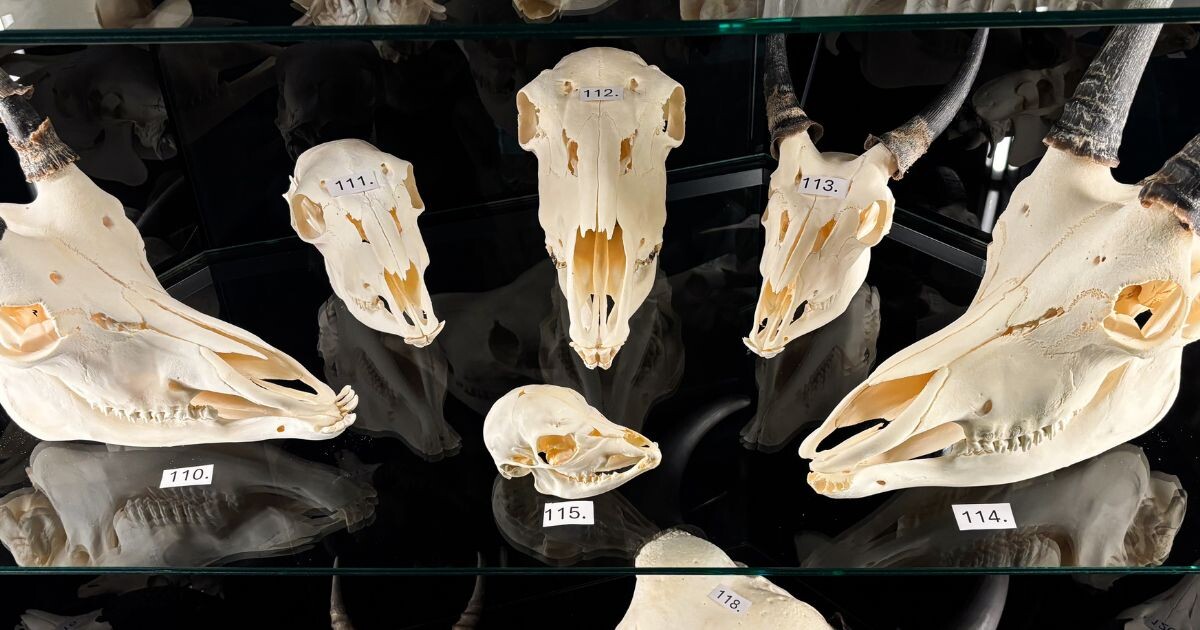 Zdroj: Zoo Olomouc