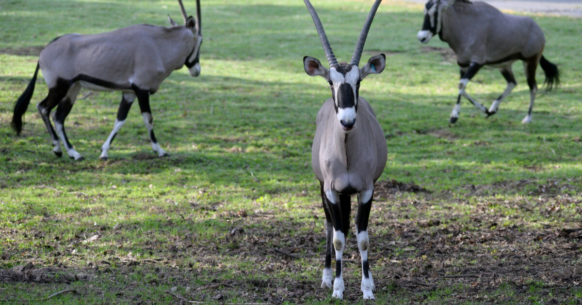 zdroj: Zoo Olomouc