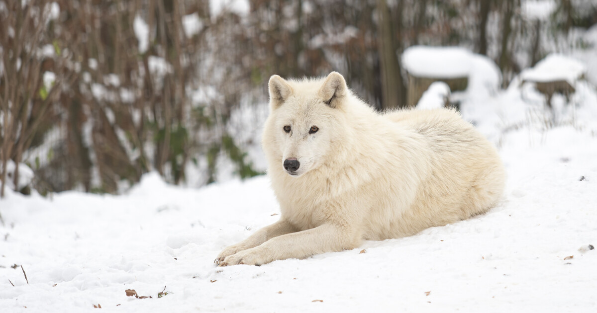 zdroj: Zoo Olomouc