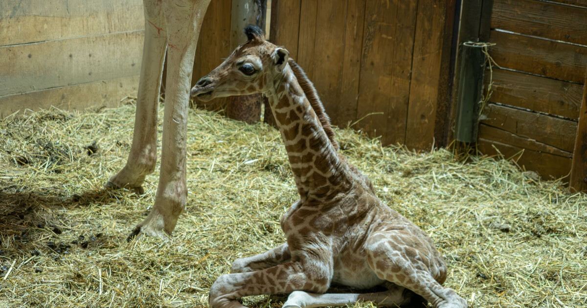 Zdroj: Zoo Olomouc