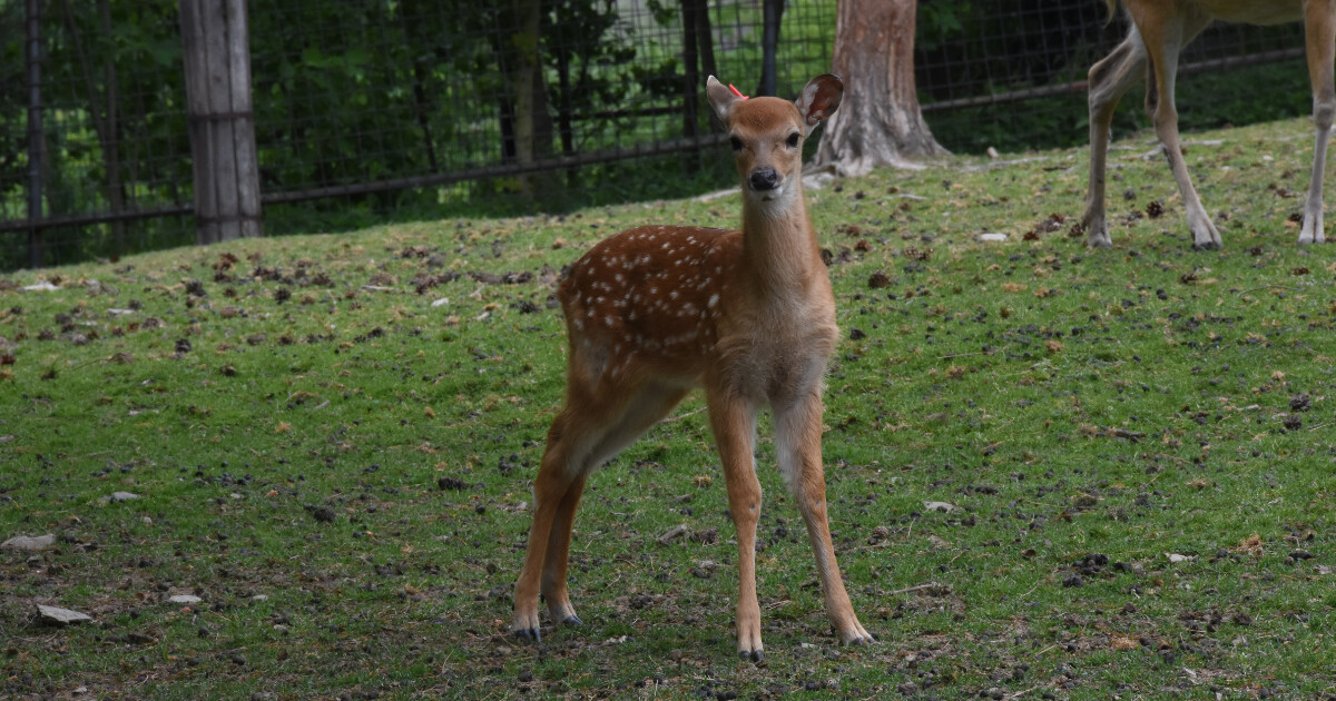zdroj: Zoo Olomouc