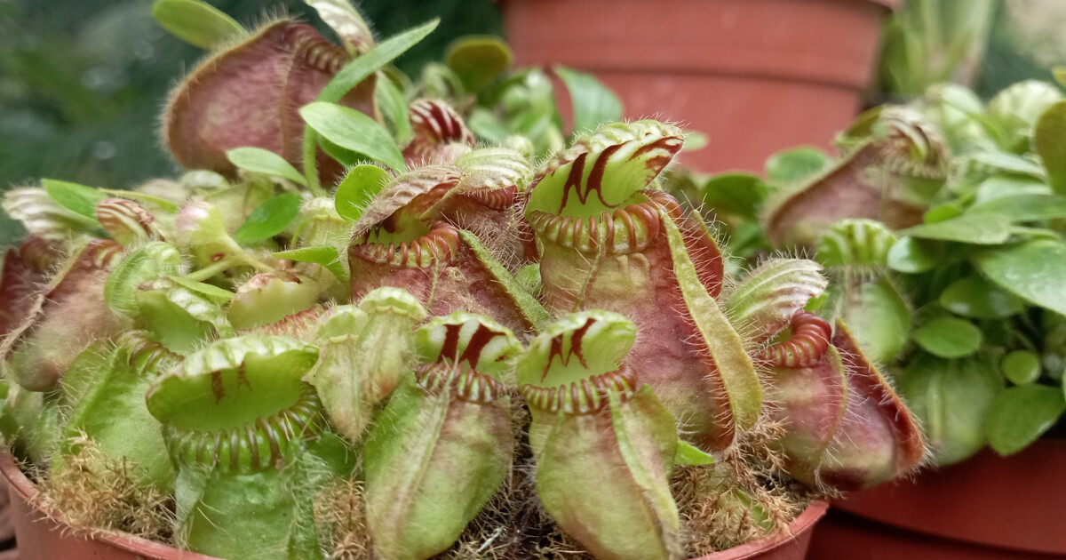 Zdroj: Výstaviště Flora Olomouc