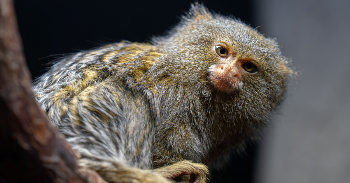 Zdroj: Zoo Olomouc