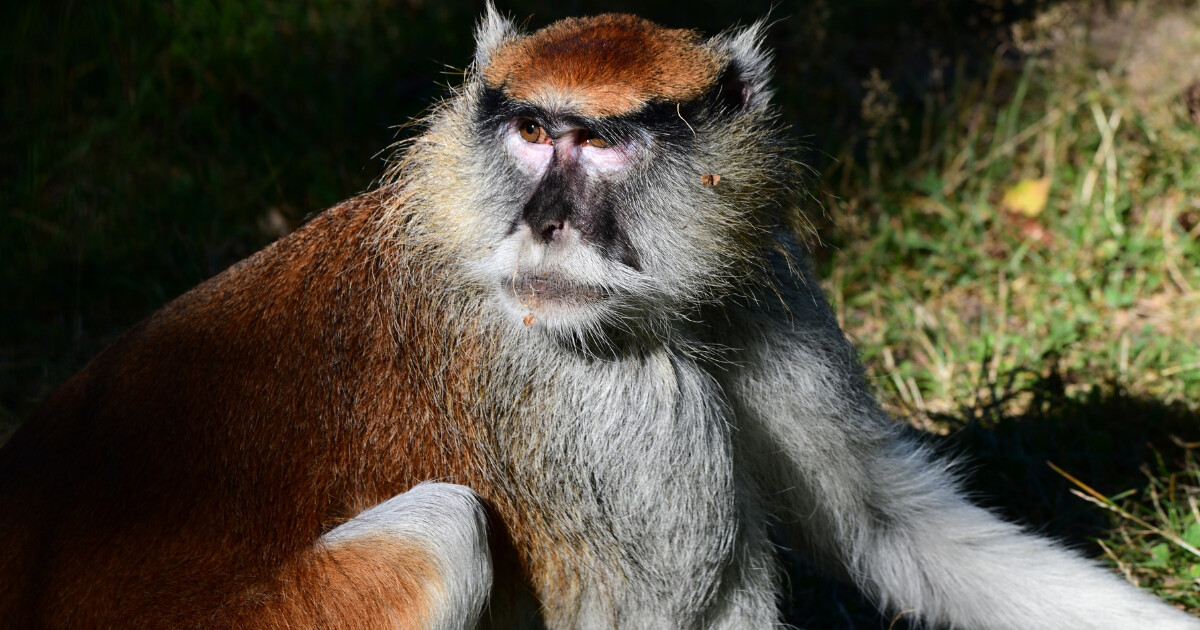 zdroj: Zoo Olomouc