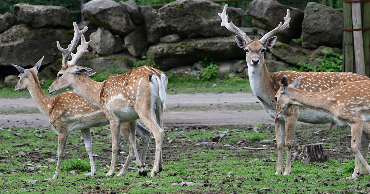 zdroj: ZOO Olomouc