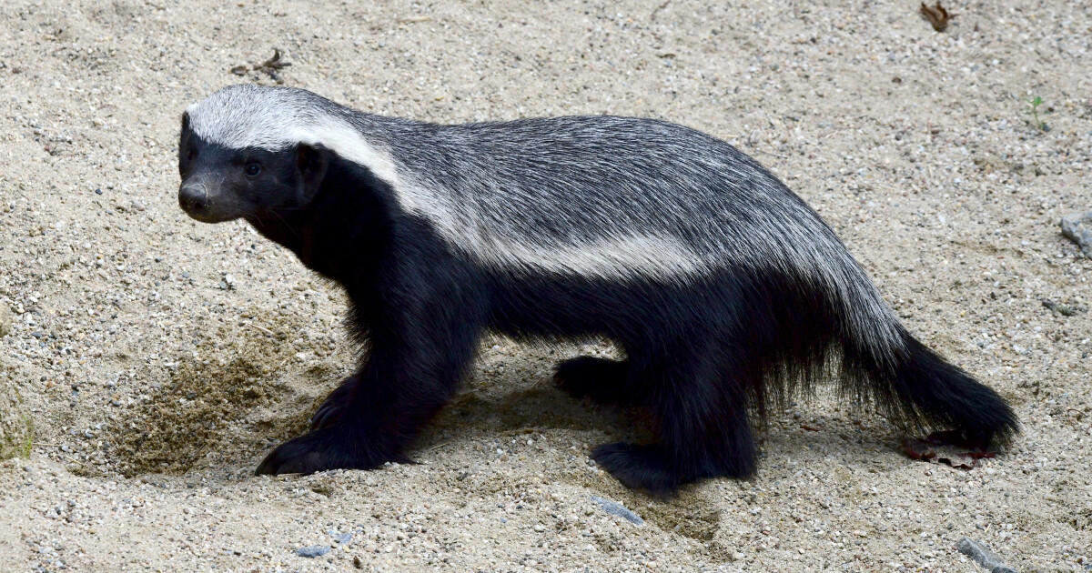 zdroj: Zoo Olomouc