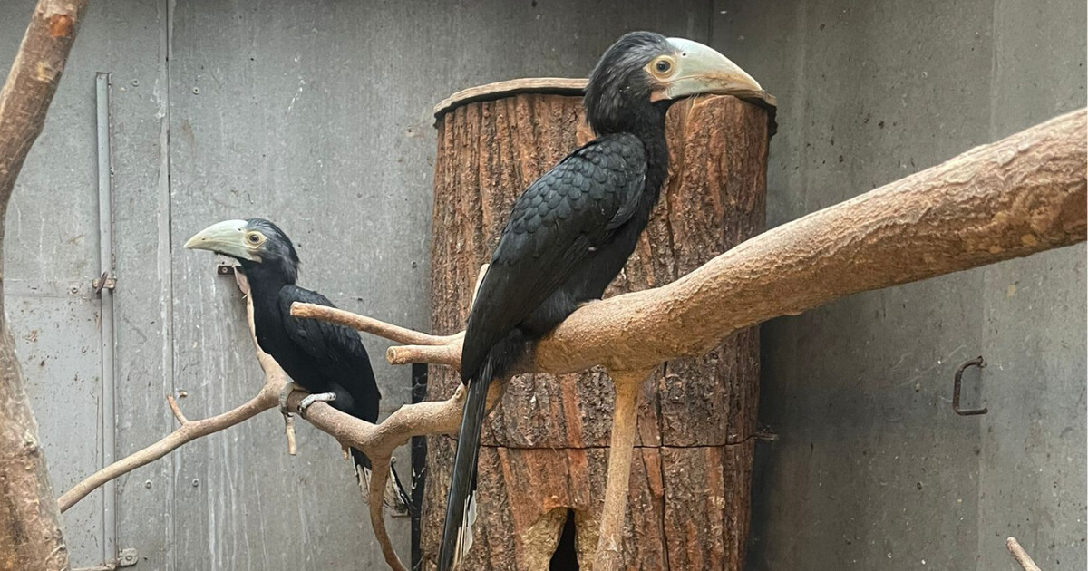 Zdroj: Zoo Olomouc