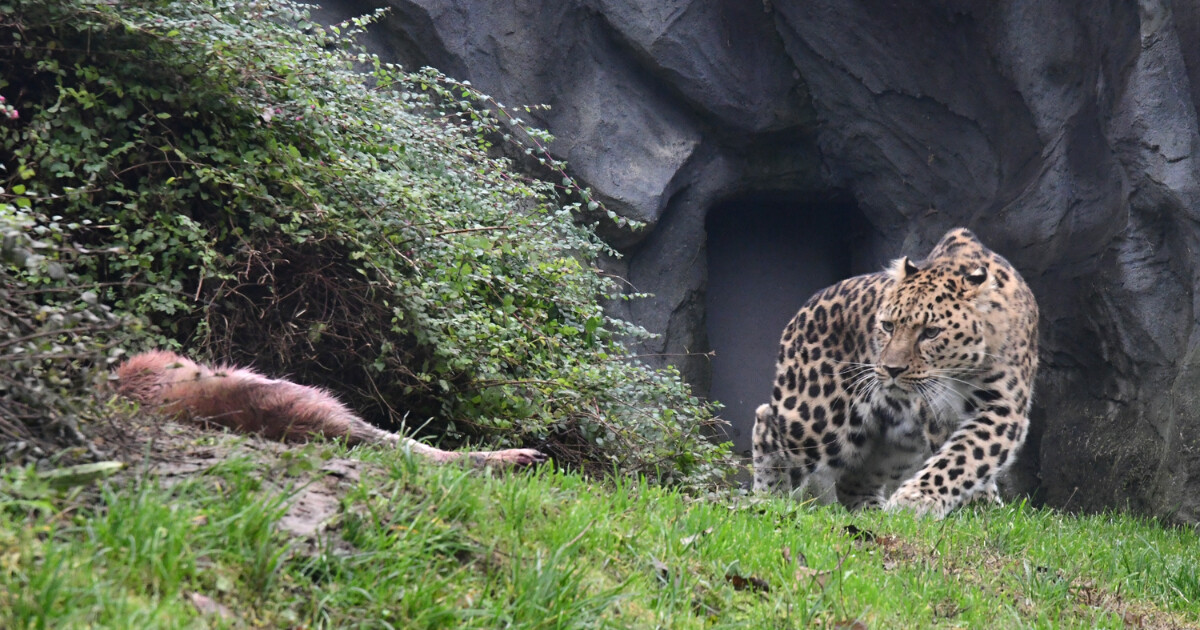 Zdroj: Zoo Olomouc