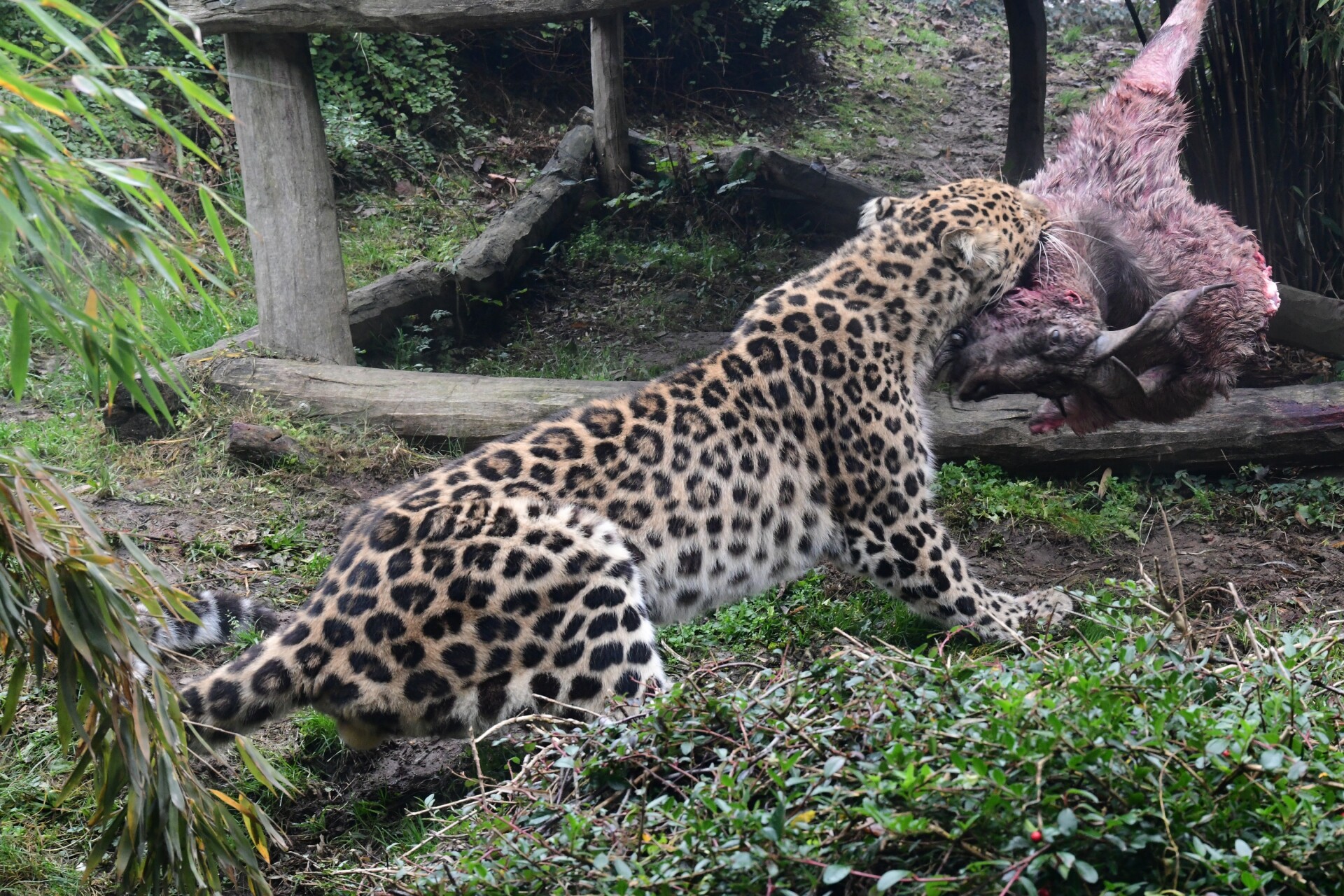 Zdroj: Zoo Olomouc