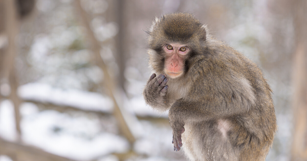 Zdroj: Zoo Olomouc