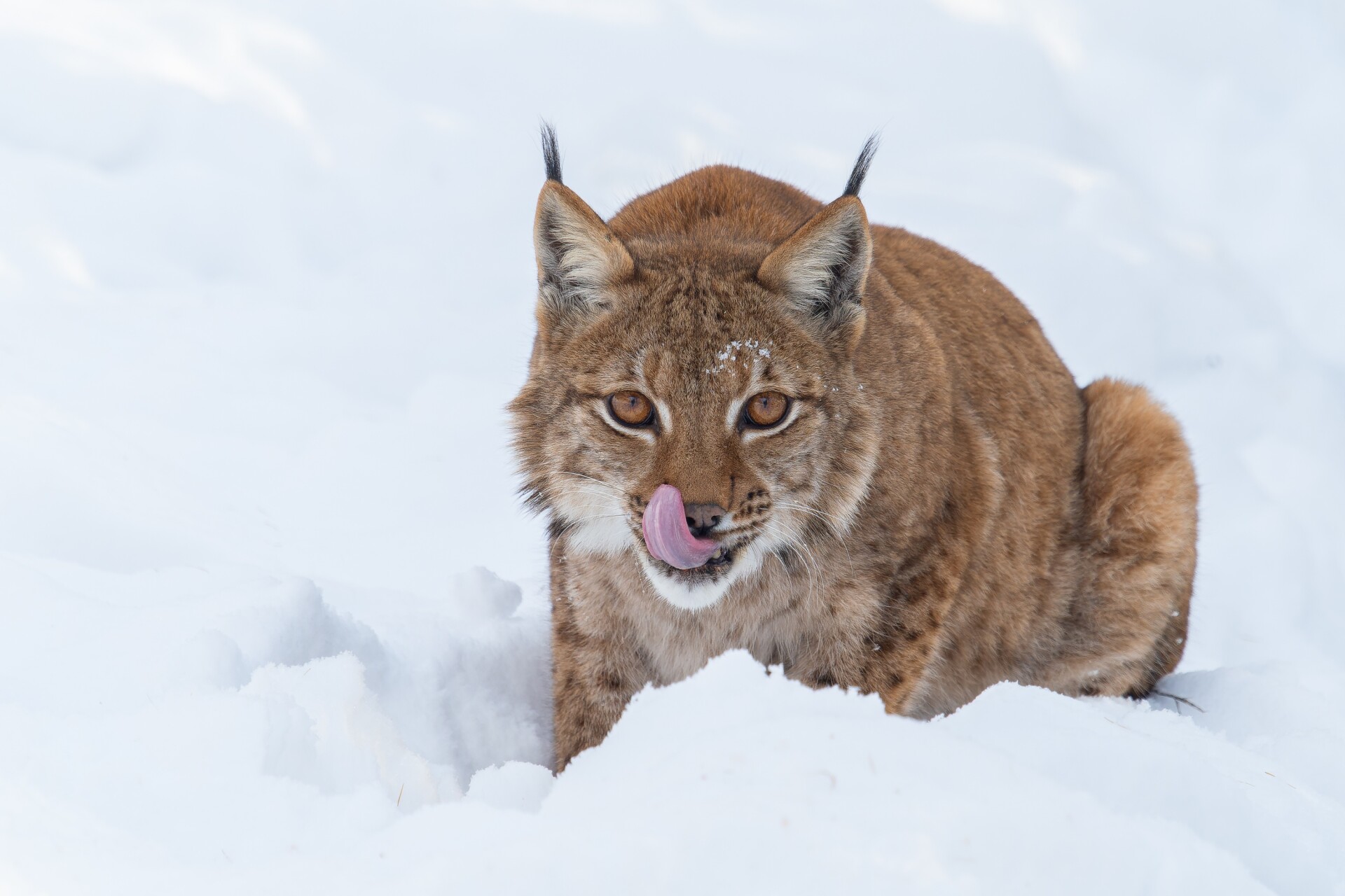 Zdroj: Zoo Olomouc