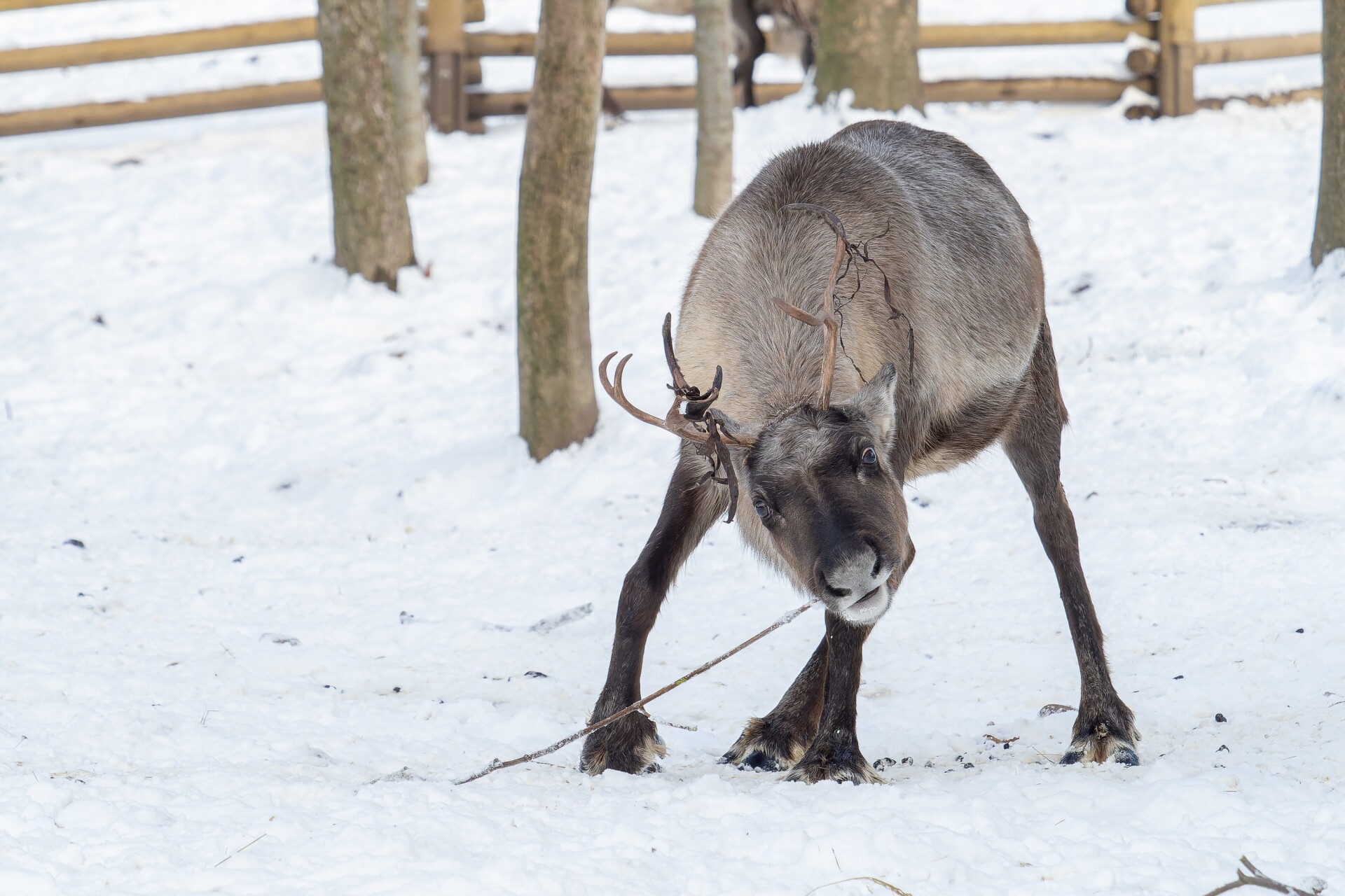 Zdroj: Zoo Olomouc