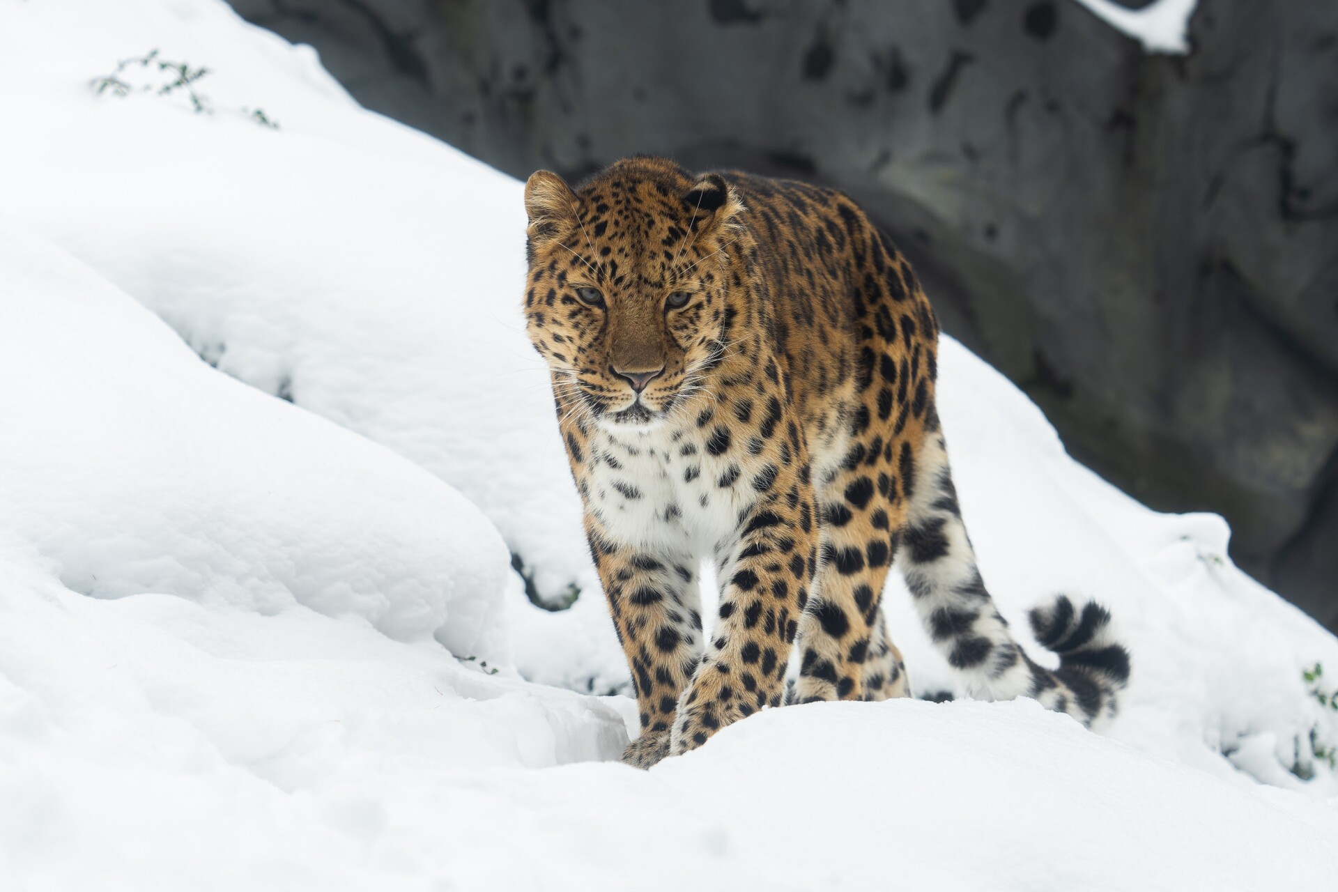 Zdroj: Zoo Olomouc