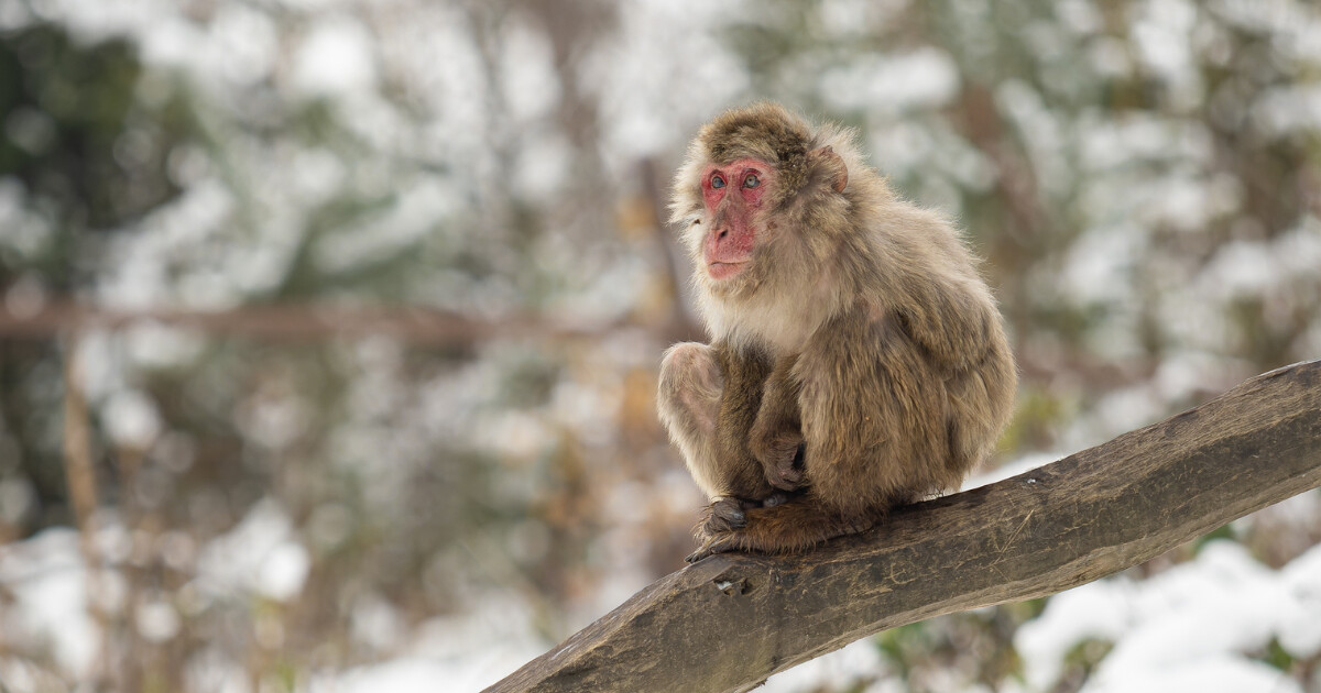 Zdroj: Zoo Olomouc
