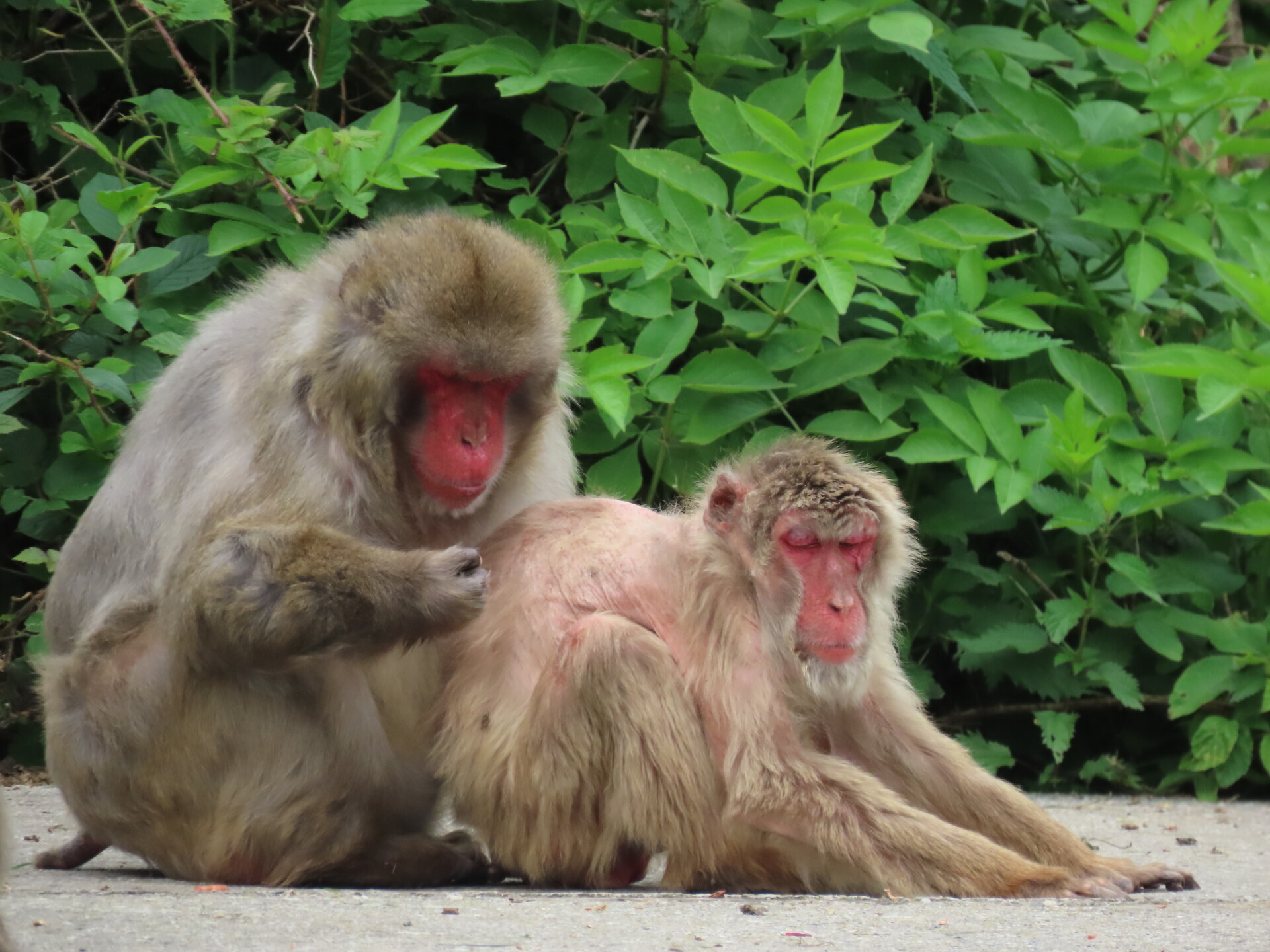 Zdroj: Zoo Olomouc