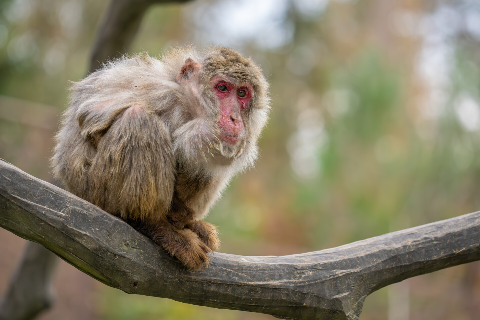 Zdroj: Zoo Olomouc