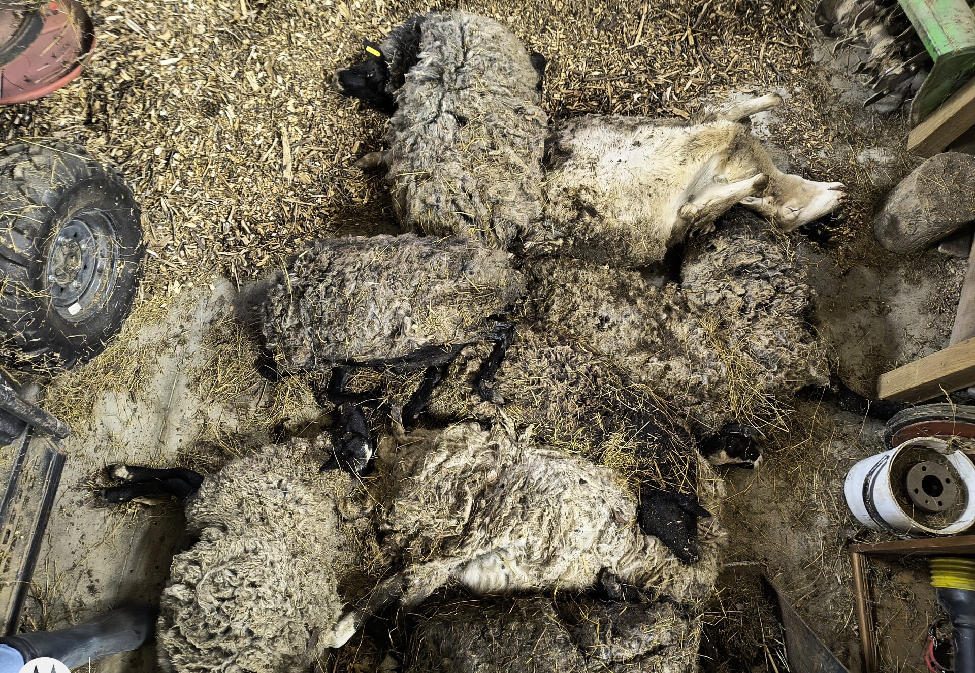 Nevhodné podmínky chovu, rozkládající se kadavéry, zdroj: SVS