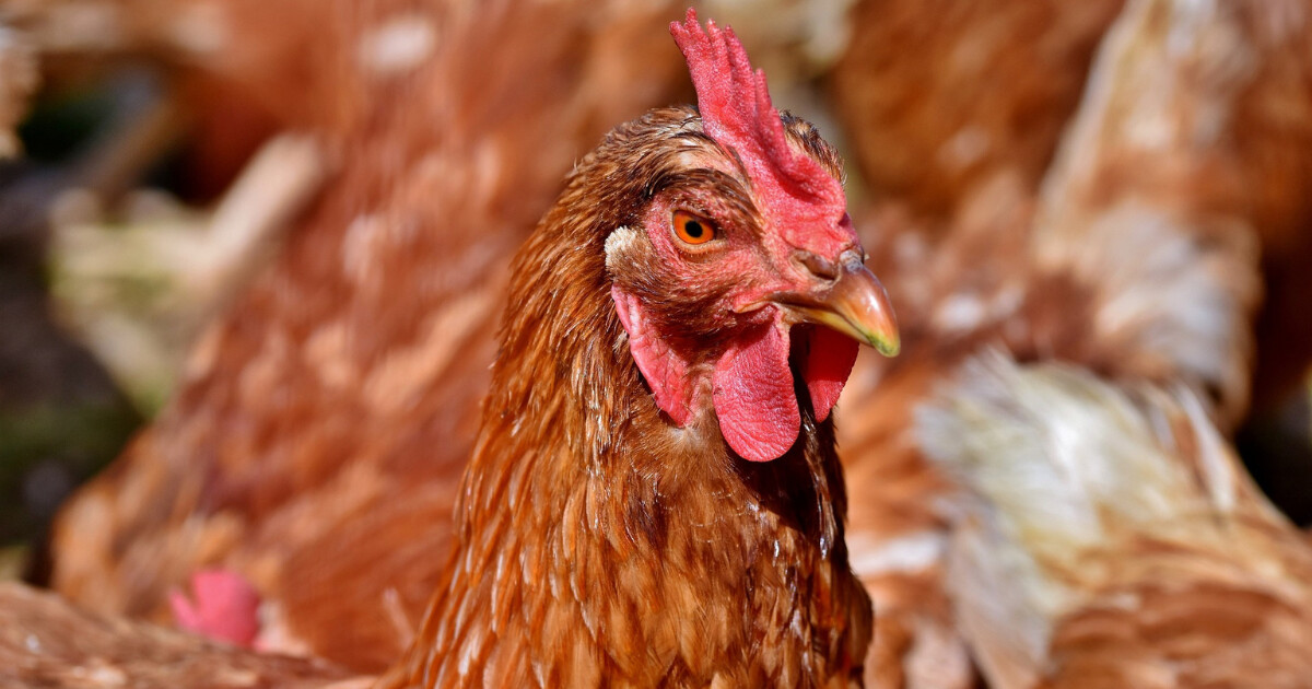 zdroj: Státní veterinární správa ČR