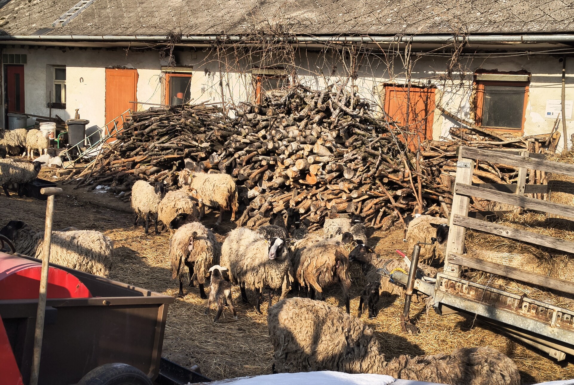 Ovce, které SVS odebrala chovateli v Křelově. Teď už jsou na farmě ve Chválkovicích, foto: SVS