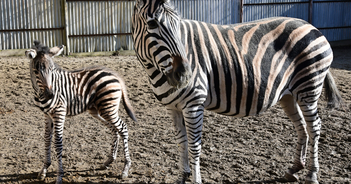 zdroj: Zoo Olomouc