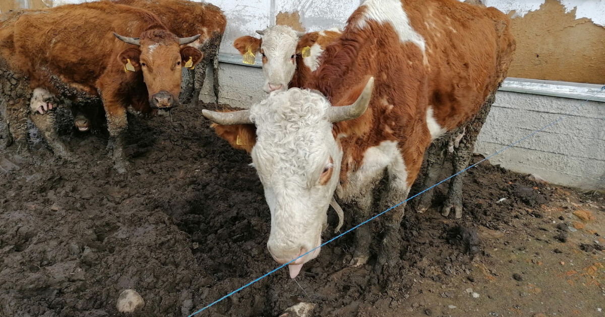 zdroj: Statní veterinární zpráva