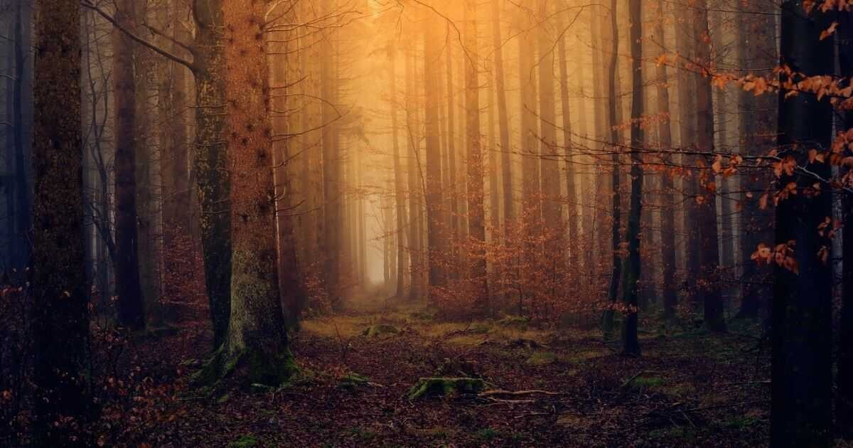 Ilustrační foto Pixabay.com