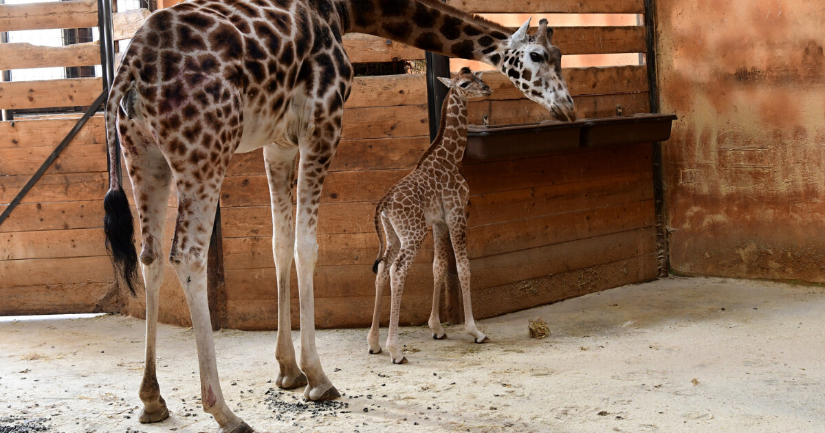 zdroj: Zoo Olomouc