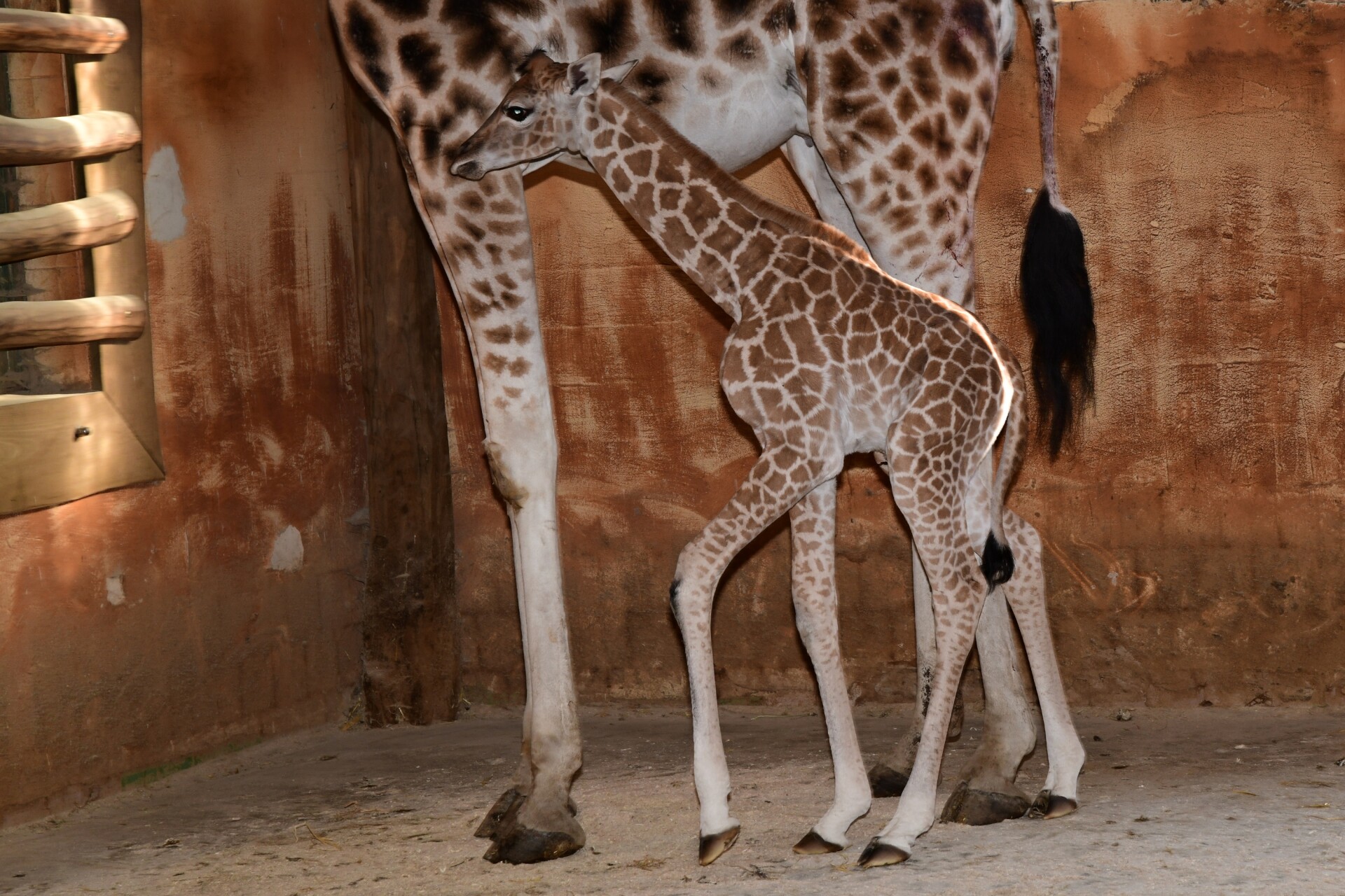 zdroj: Zoo Olomouc