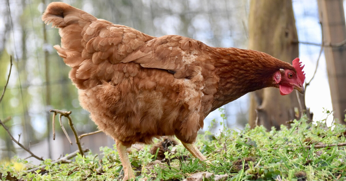 Ilustrační foto, zdroj: Pixabay