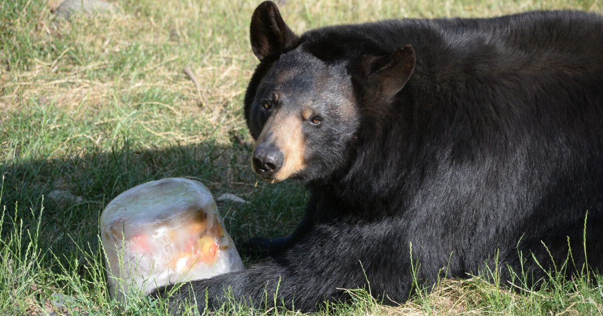 Zdroj: ZOO Olomouc