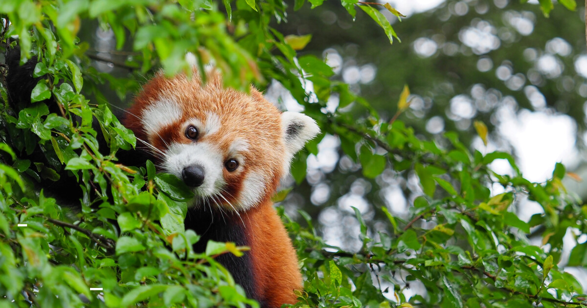 zdroj: Zoo Olomouc