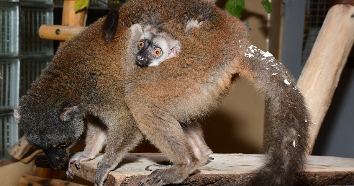 Zdroj: ZOO Olomouc