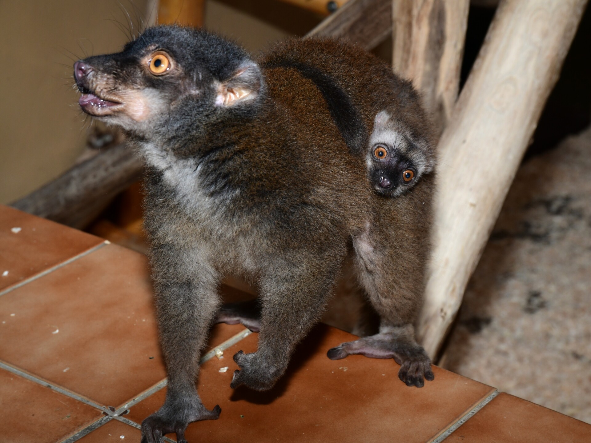 Zdroj: ZOO Olomouc