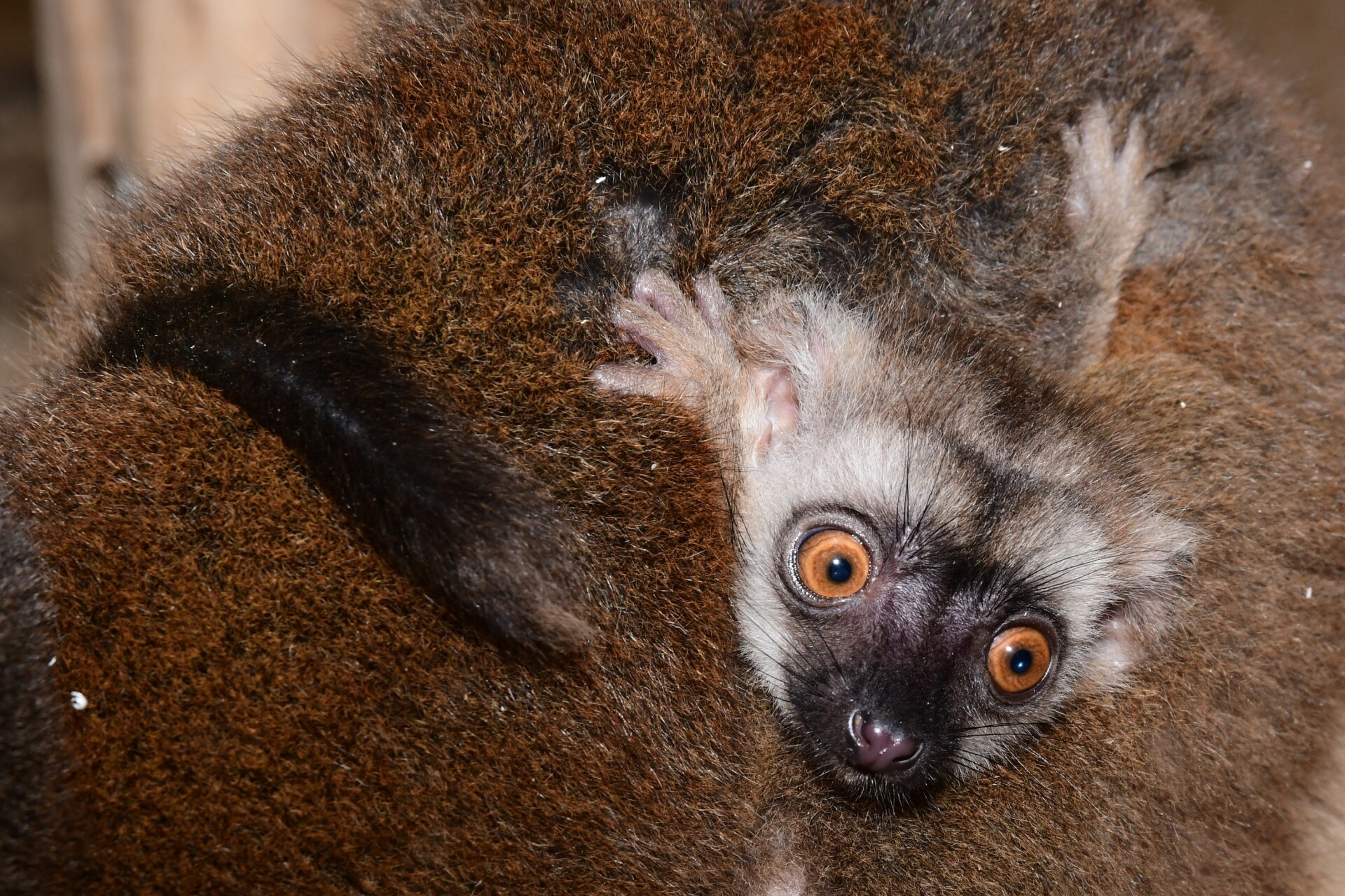 Zdroj: ZOO Olomouc