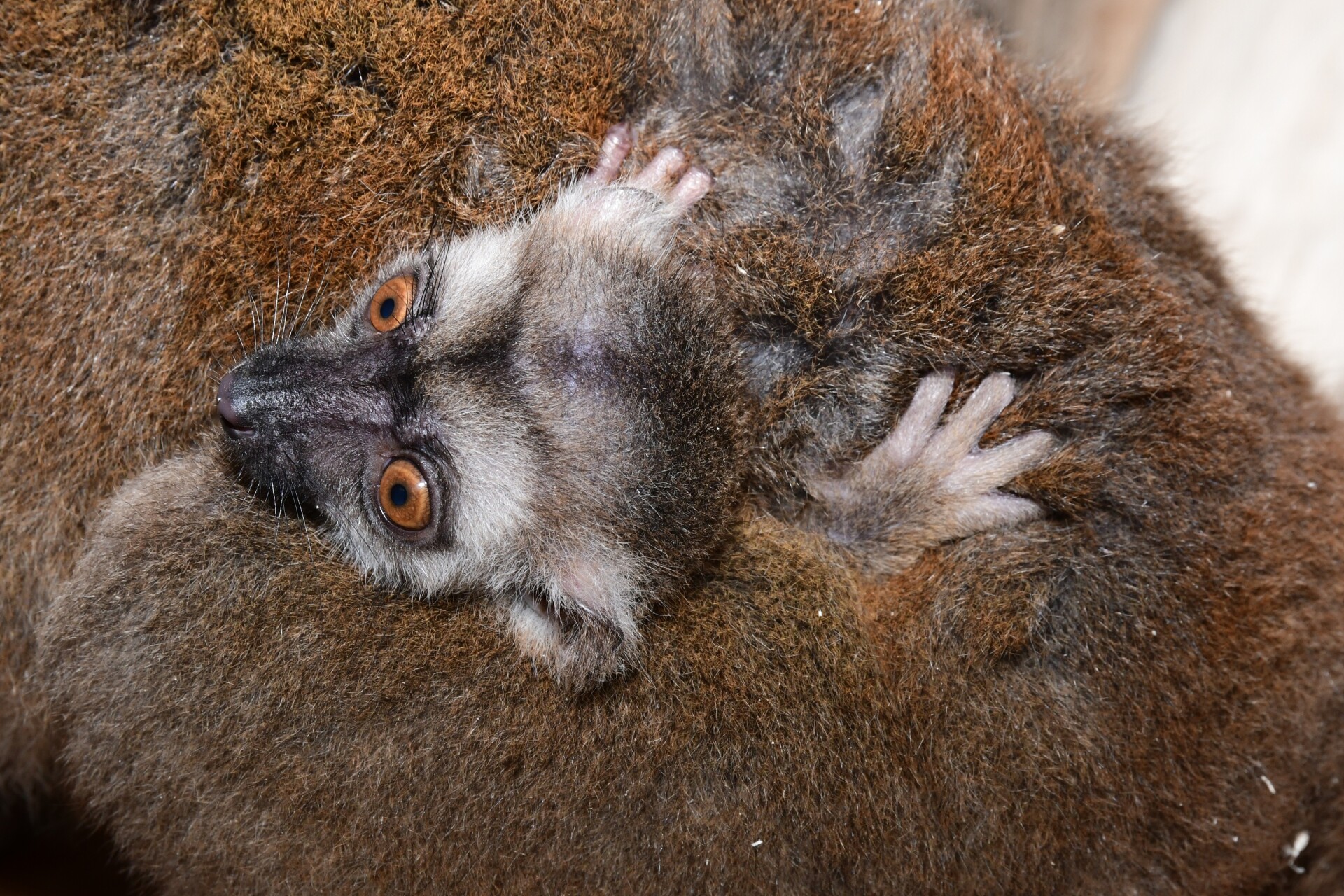 Zdroj: ZOO Olomouc
