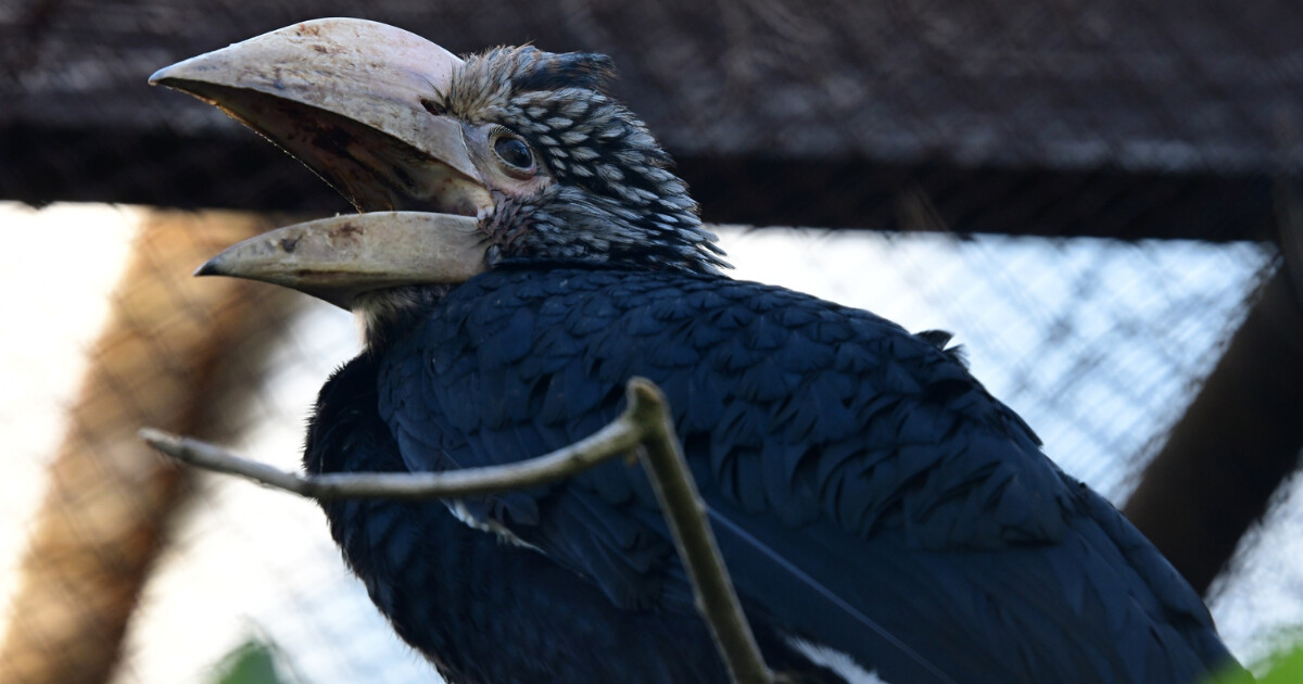 zdroj: ZOO Olomouc