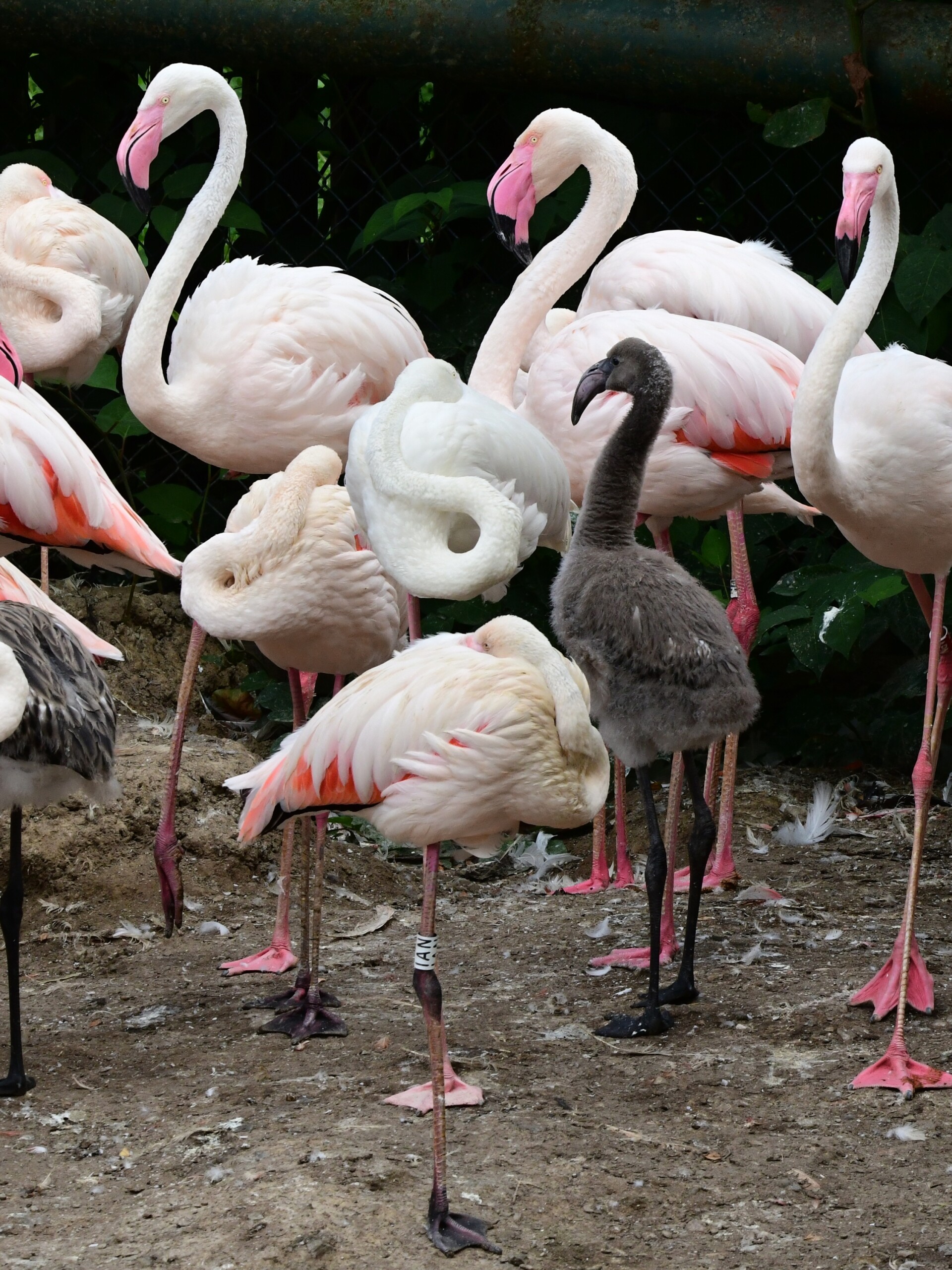 zdroj: Zoo Olomouc