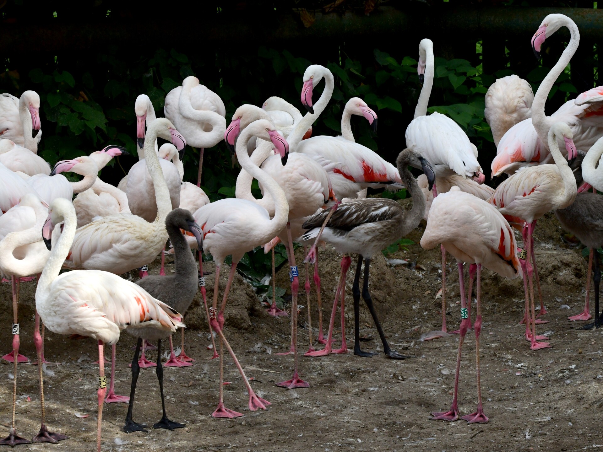 zdroj: Zoo Olomouc
