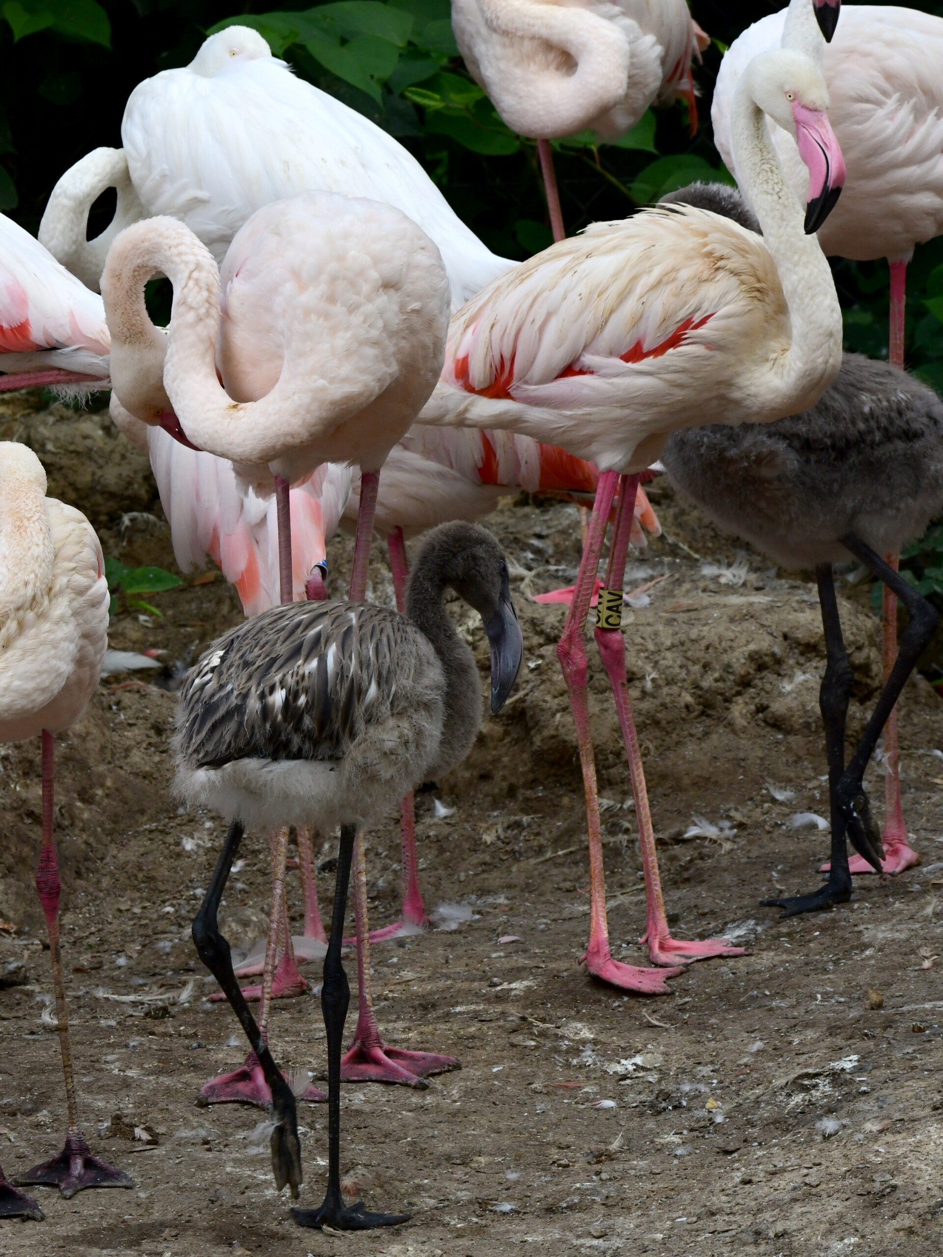 zdroj: Zoo Olomouc