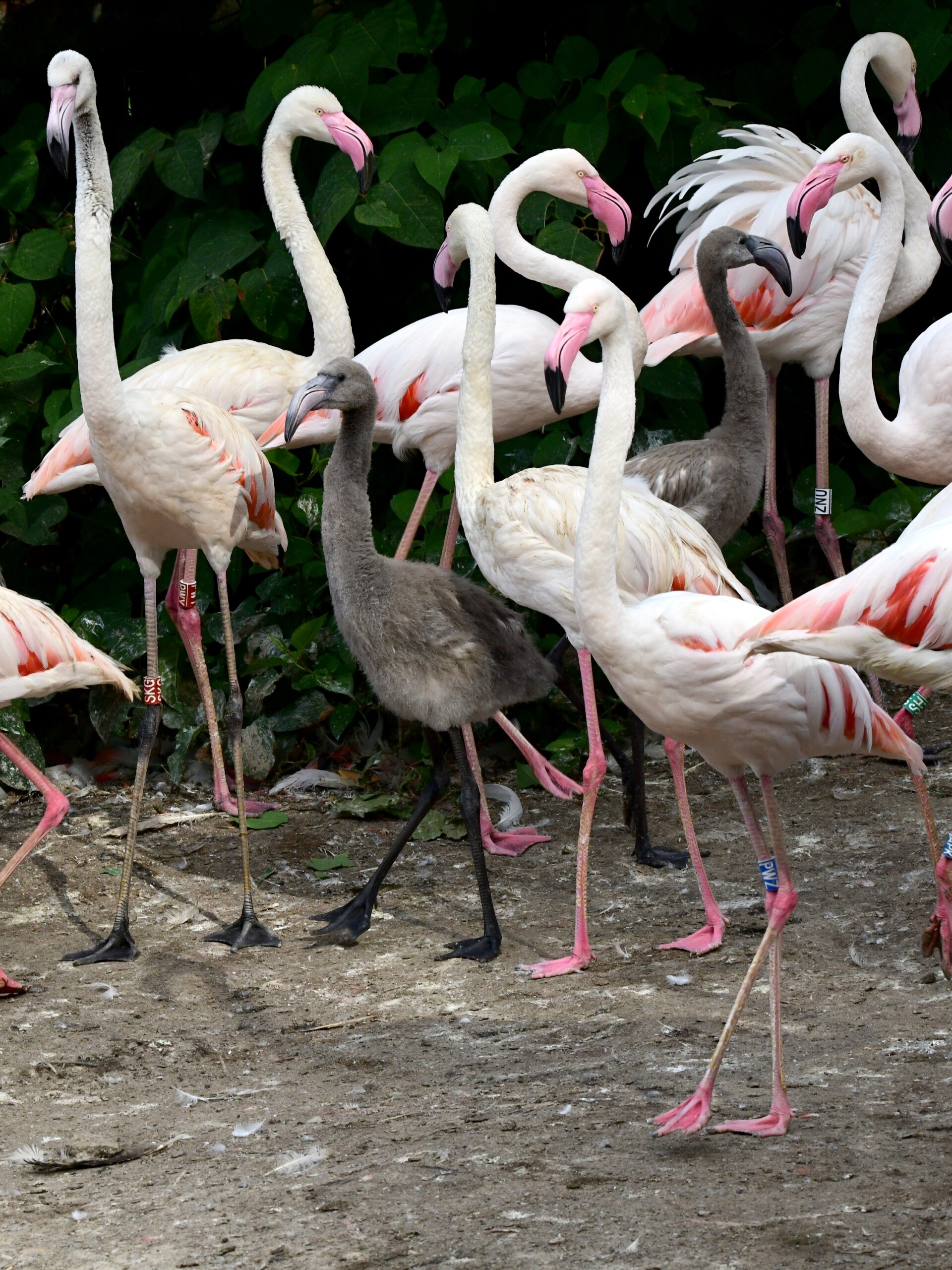 zdroj: Zoo Olomouc