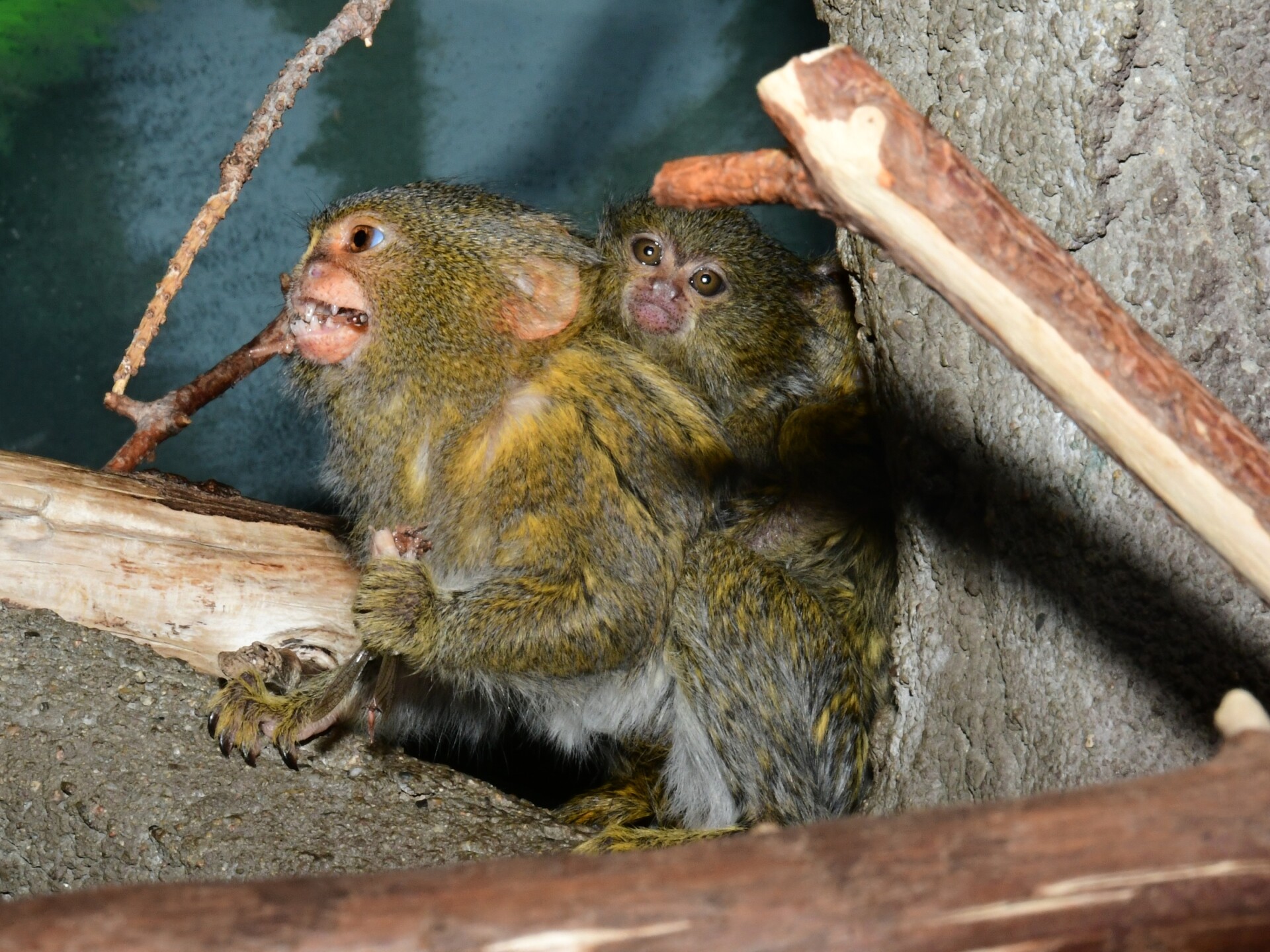 Zdroj: ZOO Olomouc