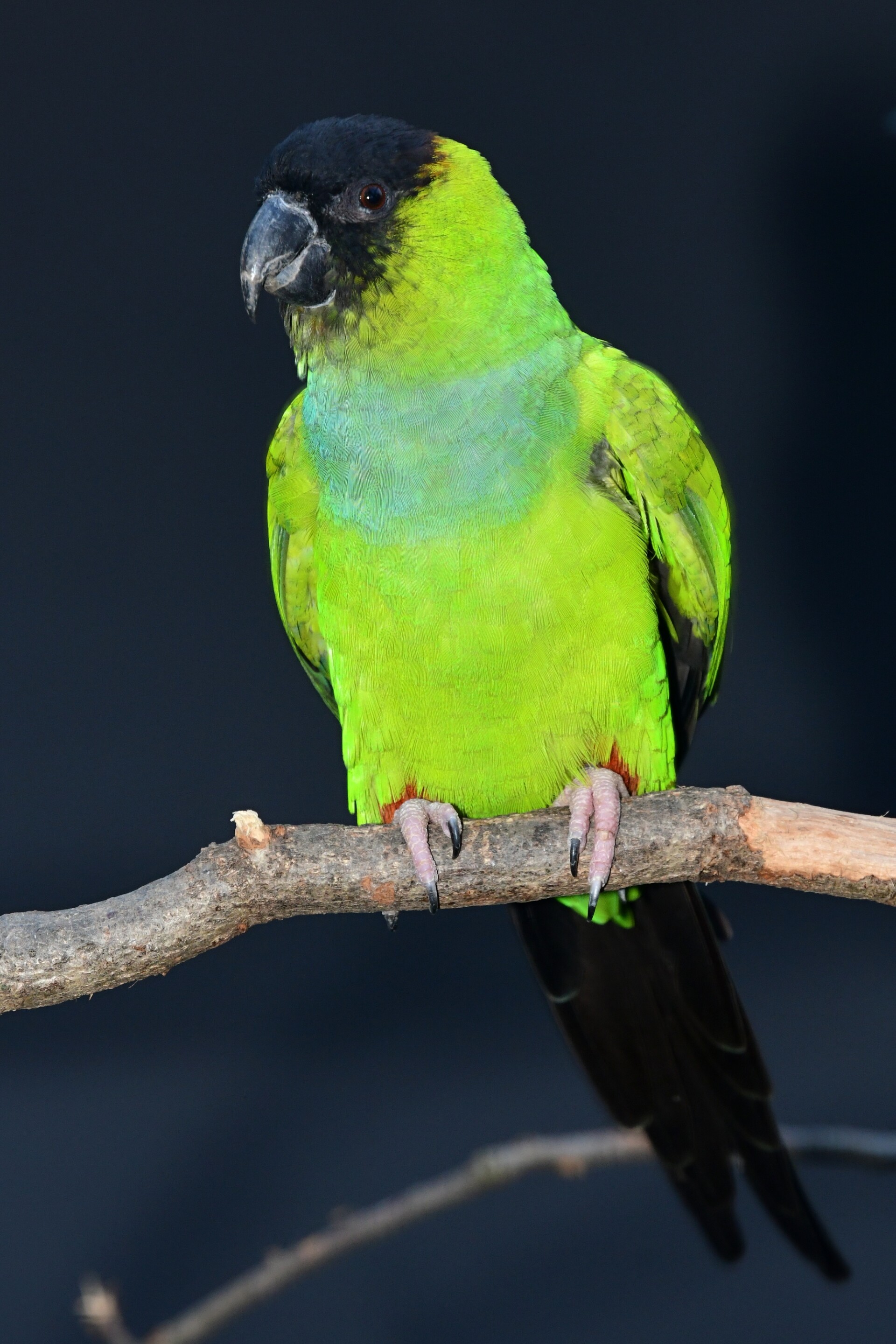 zdroj: Zoo Olomouc