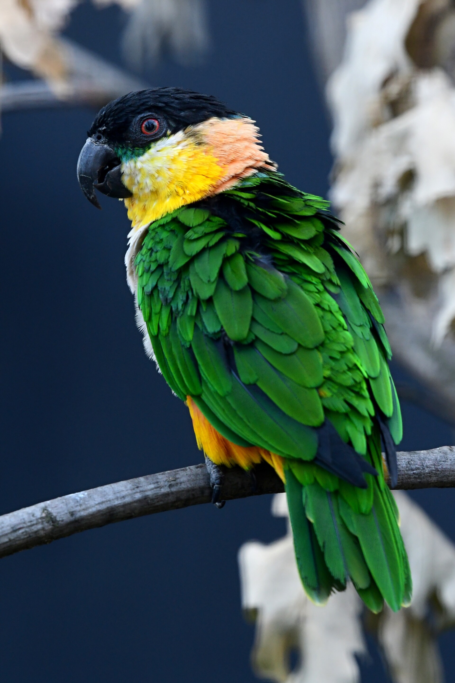 zdroj: Zoo Olomouc