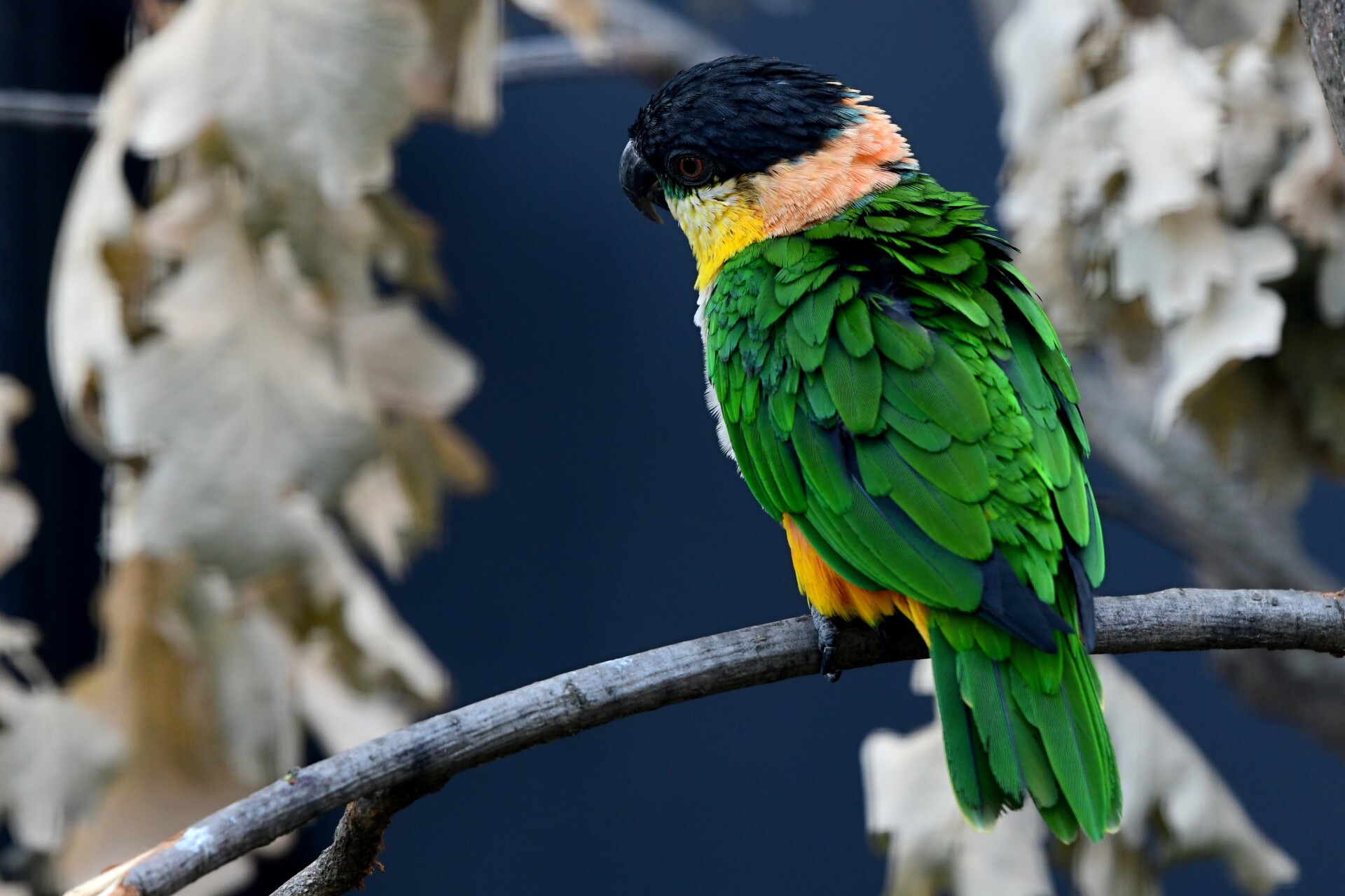 zdroj: Zoo Olomouc